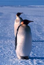 Antarctica Cruises - Emperor penguin by Michael Van Woert (Wikimedia)